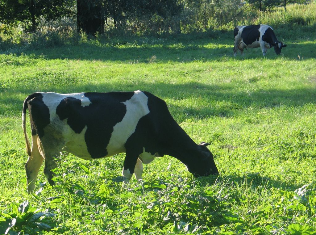 dopłaty, ekoschematy, dobrostan zwierząt, stawki