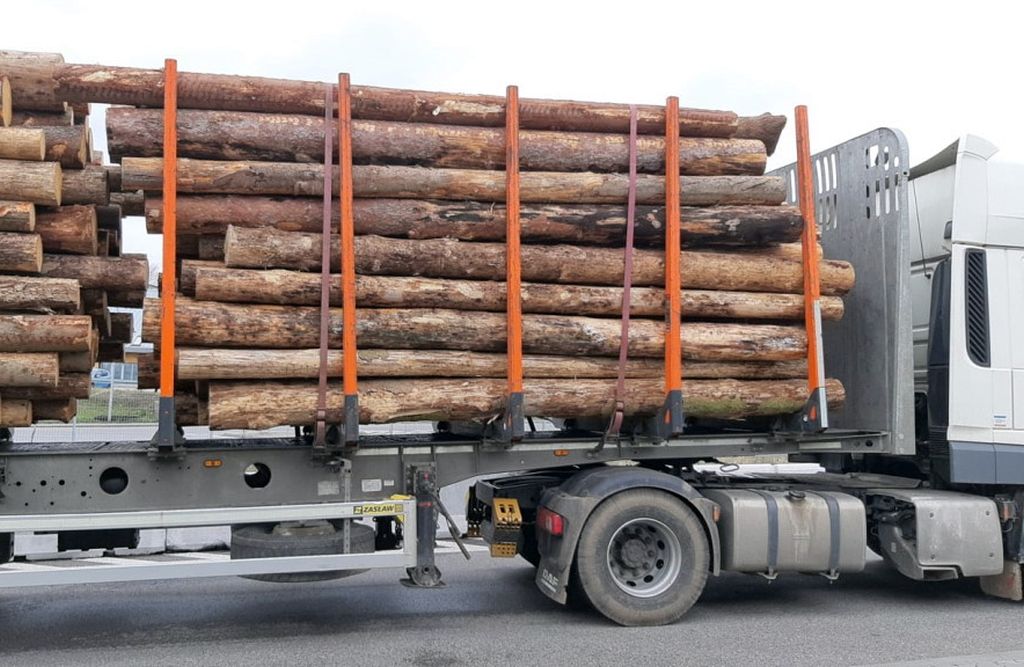 branża drzewna, sektor drzewny, koalicja na rzecz polskiego drewna, produkcja drzewna