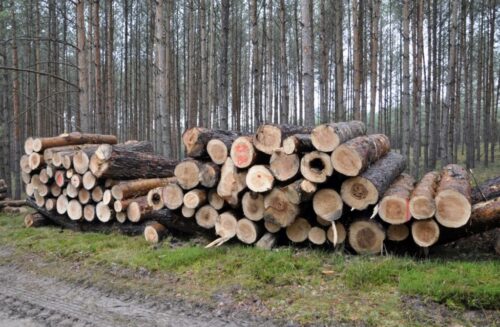 lasy państwowe, zysk, przychody, drewno