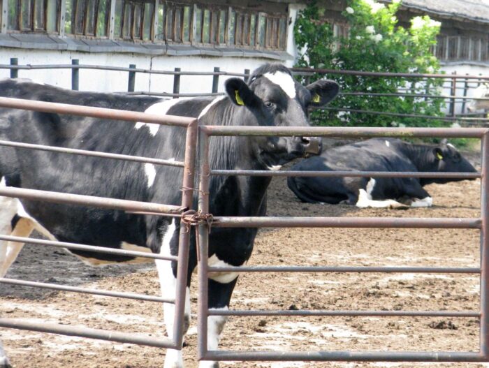 ukraina, ue, konkurencja, produkty rolne