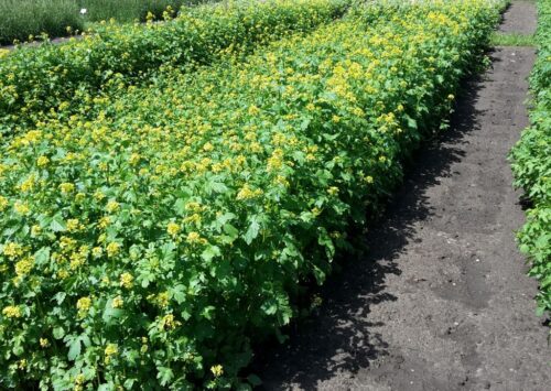 projekt ustawy, ubezpieczenie upraw, dopłaty do ubezpieczeń, dopłaty do składek