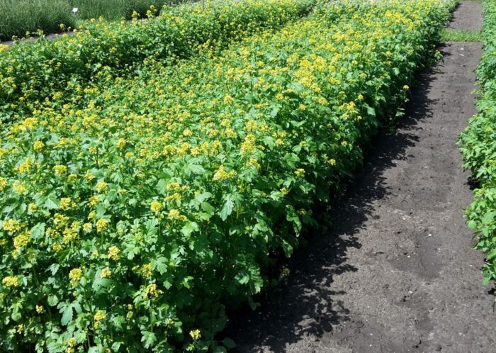 projekt ustawy, ubezpieczenie upraw, dopłaty do ubezpieczeń, dopłaty do składek