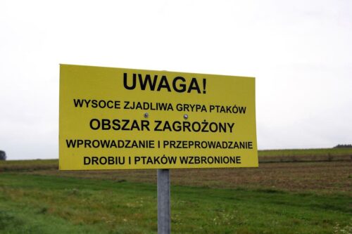 grypa ptaków, ptasia grypa, wirus, h5n1