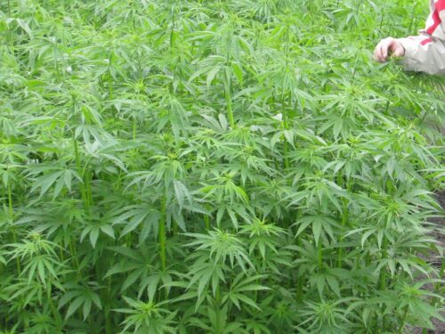 grupa przestępcza, firma rolnicza, oszustwo, marihuana medyczna