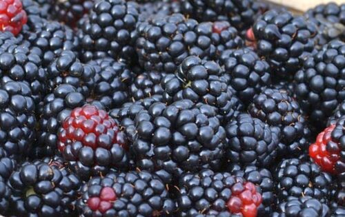 ijhars, inspekcja, zakaz, jeżyny