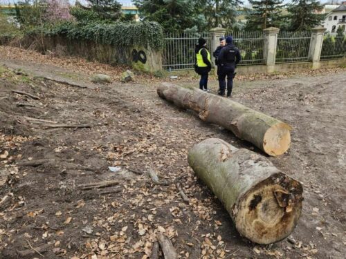 wypadek, puszcza, drzewo, kłoda