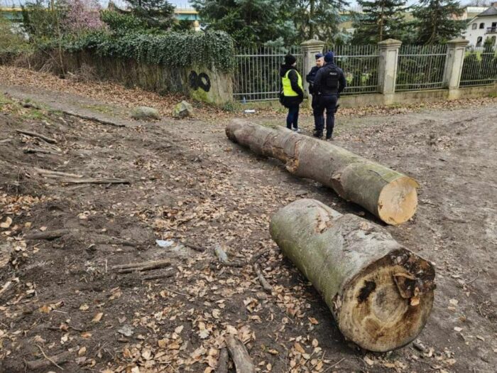 wypadek, puszcza, drzewo, kłoda