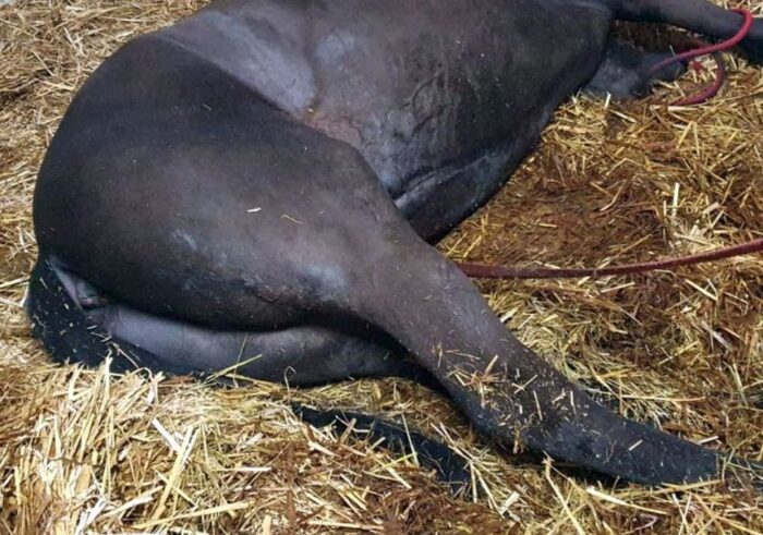 australia, martwe konie, truchła, konie