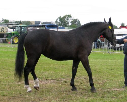stadnina koni, stadnina w janowie, janów podlaski, konie arabskie