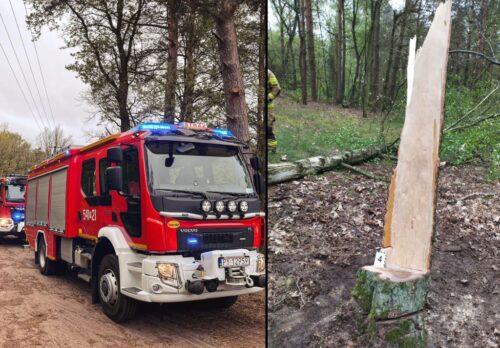 wycinka drzewa, przygniecenie, śmierć mężczyzny, lasy państwowe