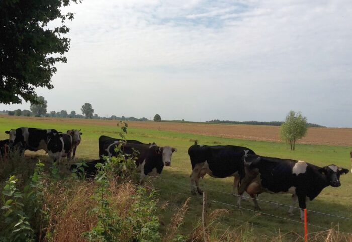 dania, dodatek do paszy, bydło, krowy, metan