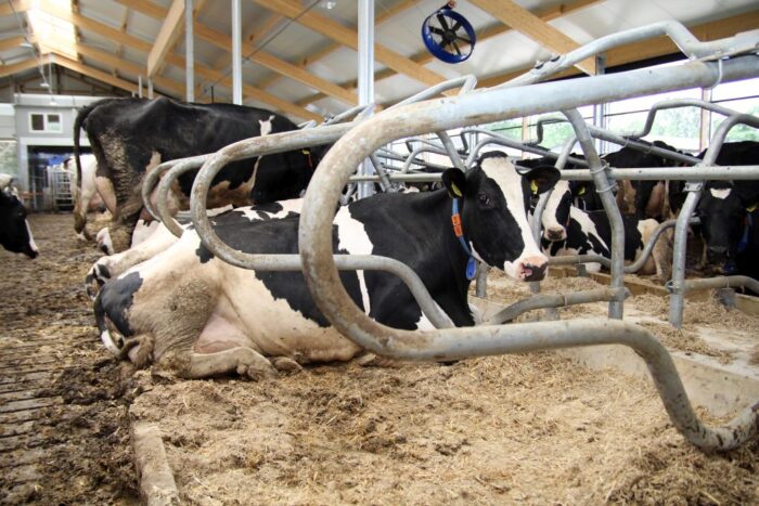 pfhbipm, krowy mleczne, ocena użytkowości mlecznej, wydajność mleczna, białko, tłuszcz, wielkość stada, obory pod oceną