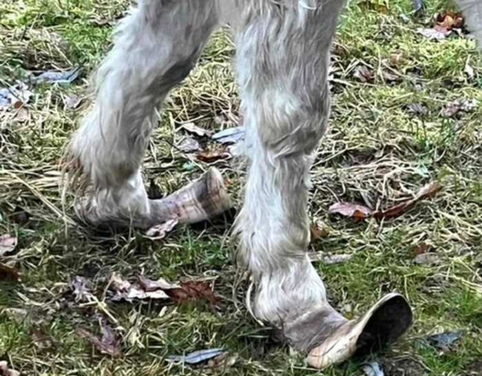 kpp kwidzyn, koń, kuc, kucyk