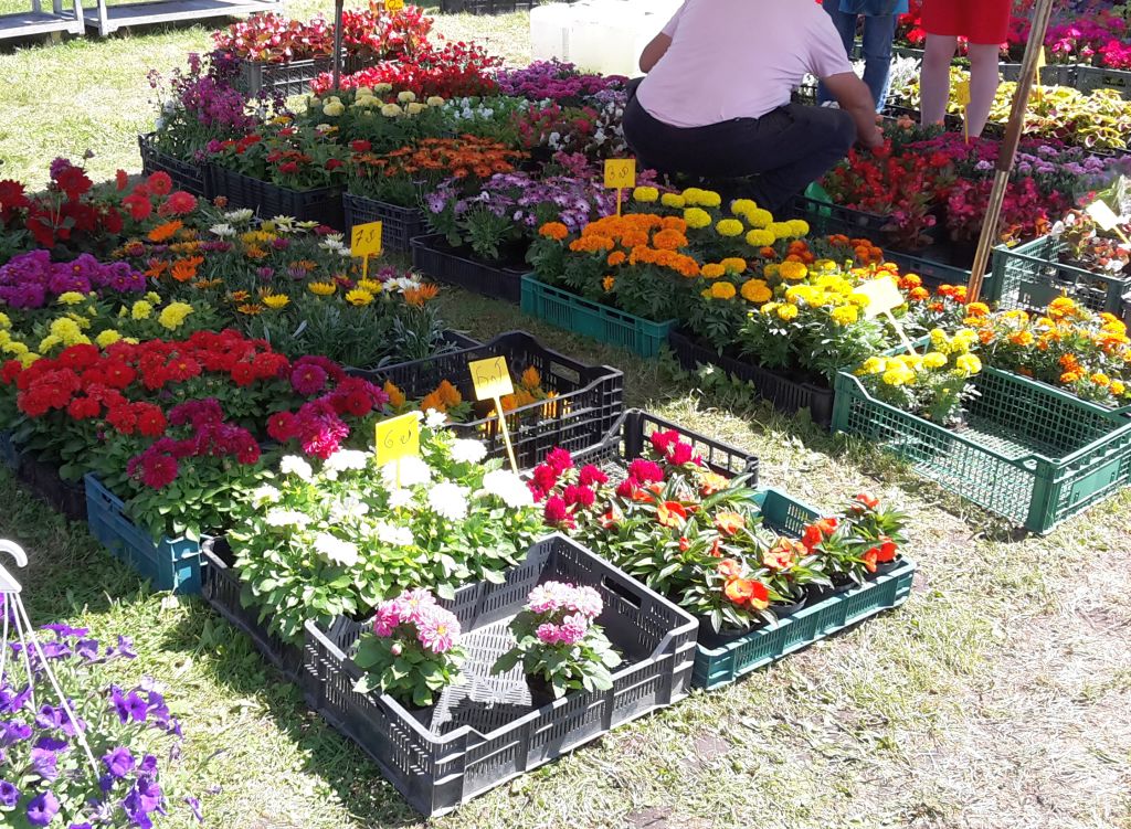 naukowiec, kwiaty, żywność, dania