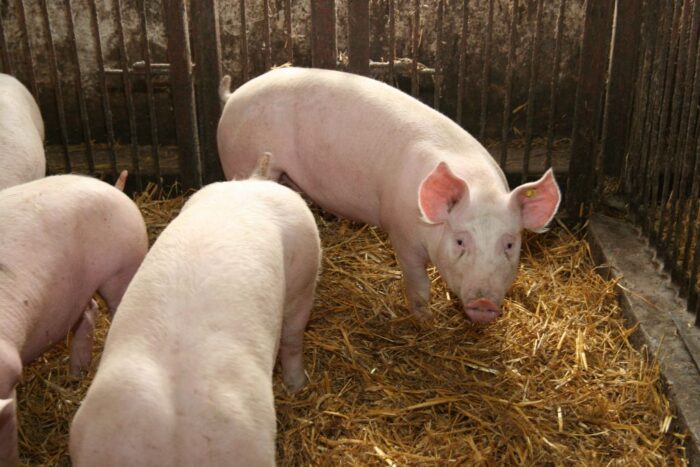 domestykacja, synchronizacja rui, loszki, sok jabłkowy, maciory, lochy, rozród, hormony, Hoduj z Głową Świnie