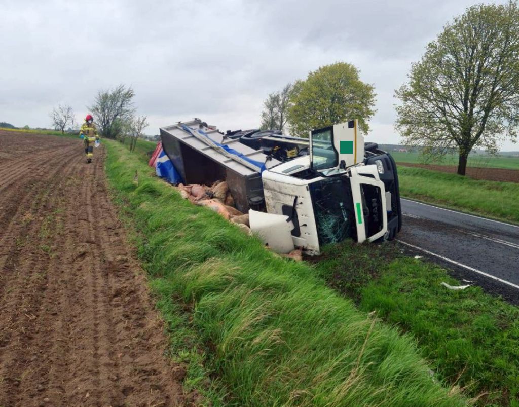kolizja, ciężarówka, martwe zwierzęta, utylizacja