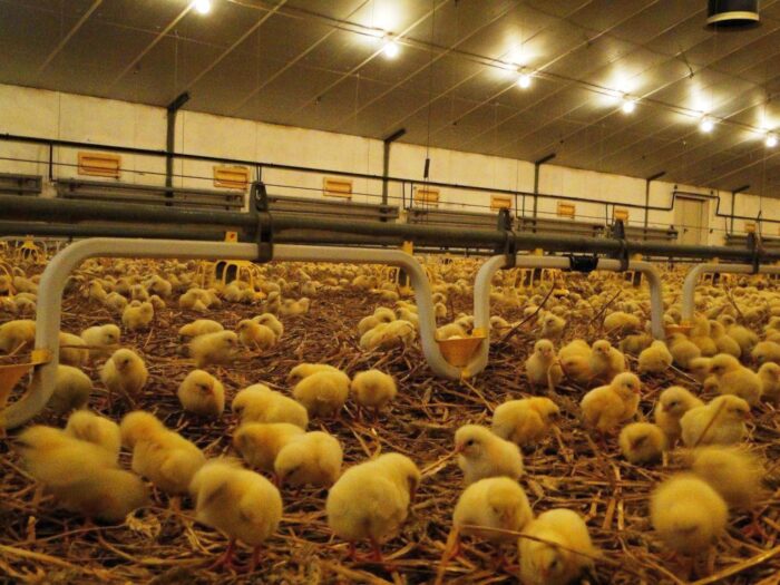 hodowla zwierząt, dobrostan zwierząt, wymogi ue, drób