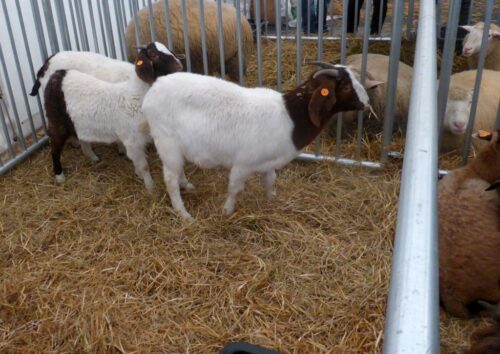 portugalia, zwierzęta-strażacy, pożary, wypas zwierząt