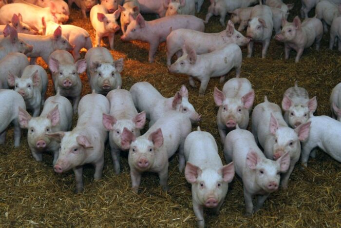 rośnie produkcja prosiąt, plenność loch