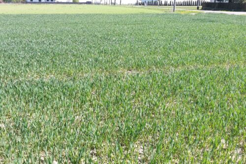 gus, przezimowanie, oziminy, zboża ozime