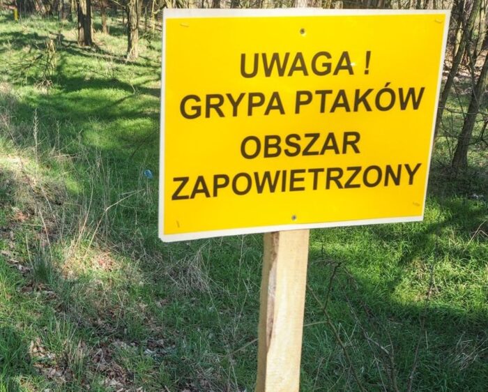 grypa ptaków, ptasia grypa, pandemia, potencjał pandemiczny