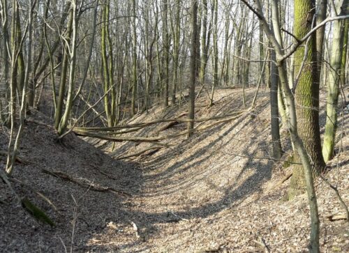puszcza białowieska, gospodarka leśna, referendum, wniosek