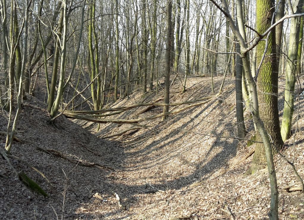 puszcza białowieska, gospodarka leśna, referendum, wniosek