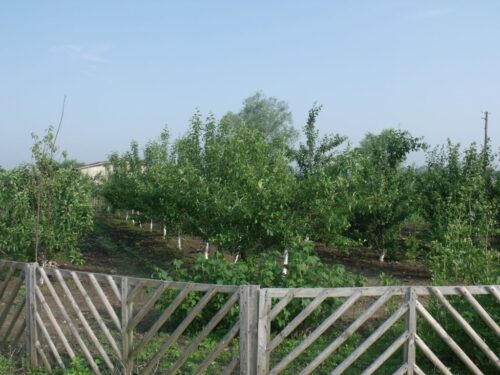 przymrozki, mróz, wymarznięcia, rośliny