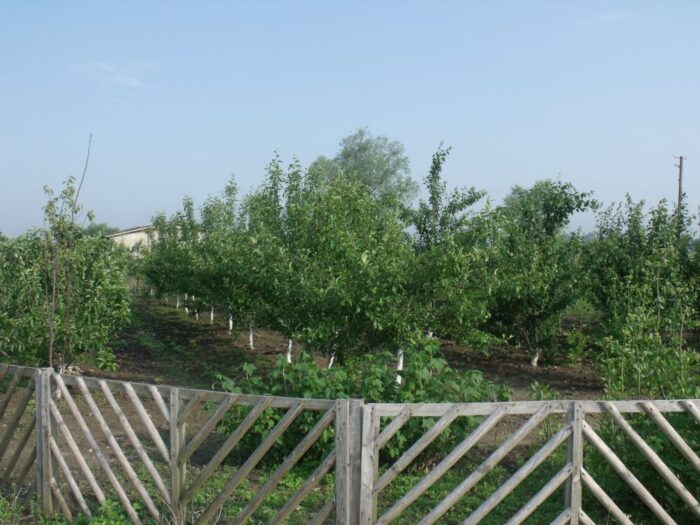 przymrozki, mróz, wymarznięcia, rośliny