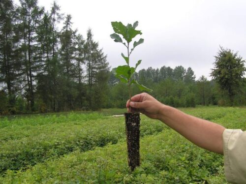 lasy państwowe, sadzonki, sadzenie drzew, sadzonki drzew