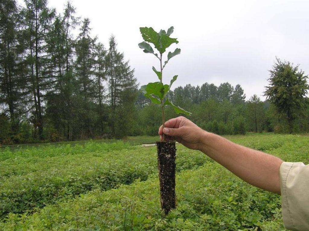 lasy państwowe, sadzonki, sadzenie drzew, sadzonki drzew
