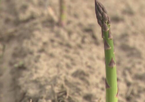 szparagi, uprawa szparagów, ceny, pogoda