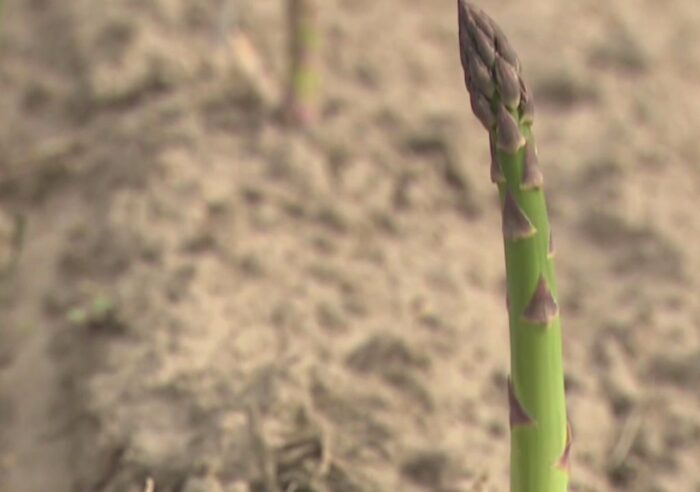 szparagi, uprawa szparagów, ceny, pogoda