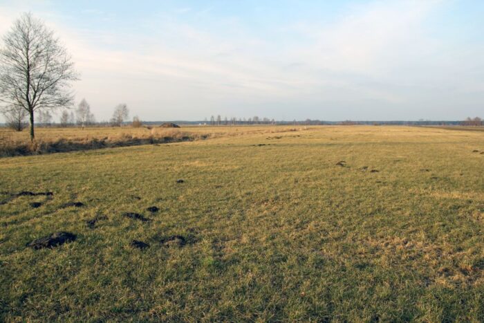 użytki zielone, łąki, pastwiska, trawy, woda, podsiew, rośliny motylkowe, darń, ruń pastwiskowa, Wojciech Lewandowski