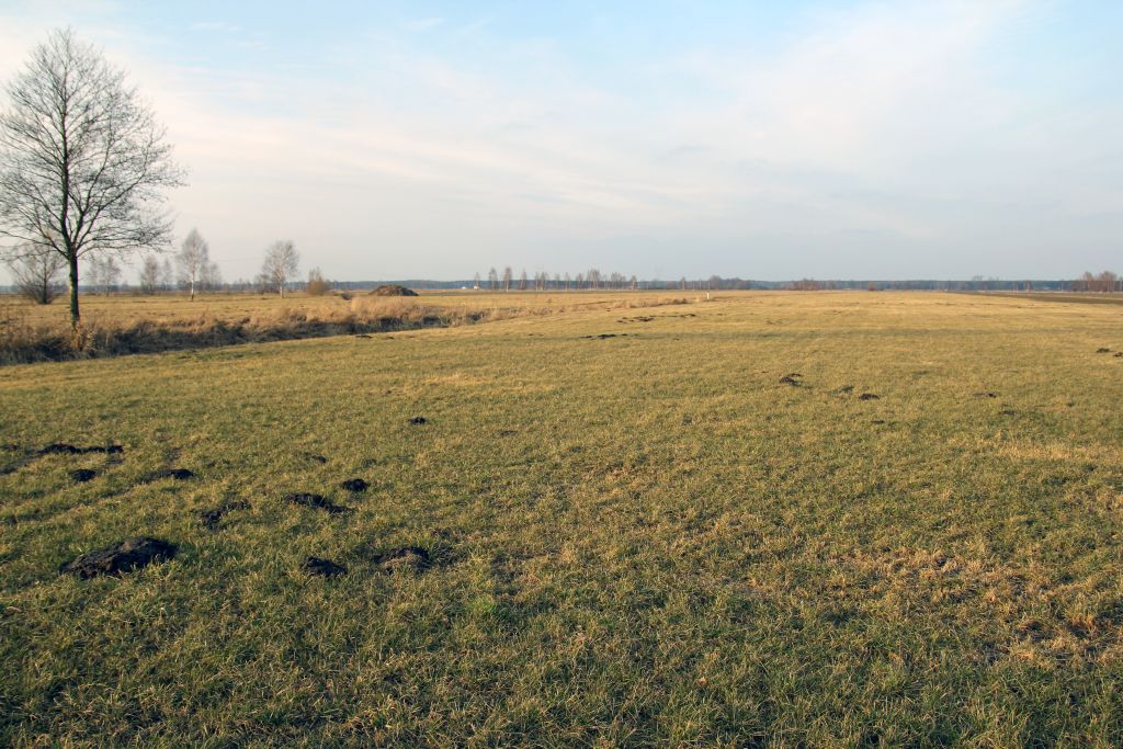 użytki zielone, łąki, pastwiska, trawy, woda, podsiew, rośliny motylkowe, darń, ruń pastwiskowa, Wojciech Lewandowski