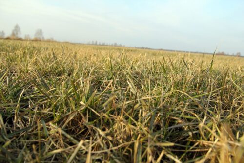 użytki zielone, łąki, pastwiska, trawy, woda, podsiew, rośliny motylkowe, darń, ruń pastwiskowa, Piotr Kowalski,