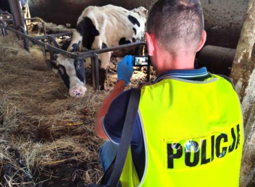 wiceminister rolnictwa, czerniak, organizacje prozwierzęce, kontrole