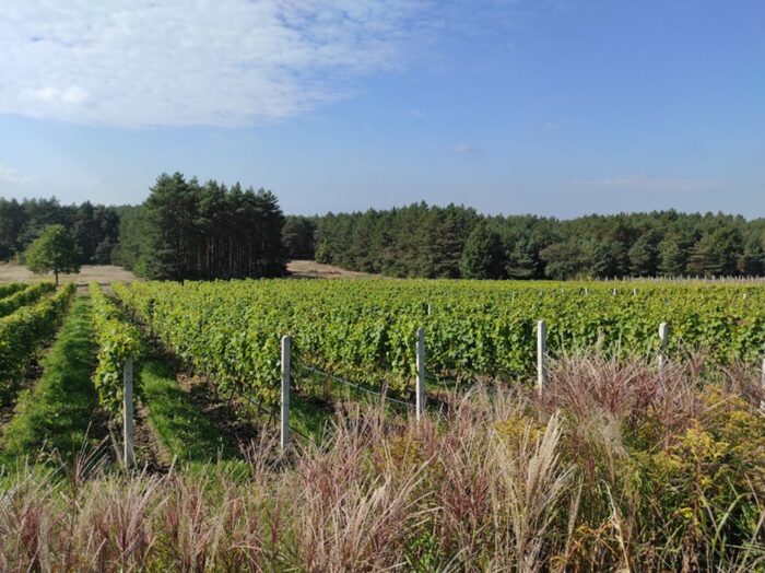 dymkowski, winnice, winiarze, przymrozki