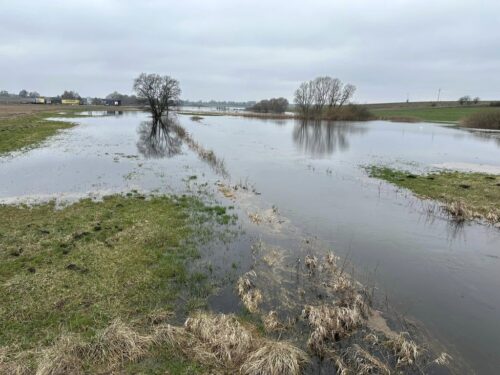 użytki zielone, łąki, pastwiska, trawy, woda, podsiew, rośliny motylkowe, darń, ruń pastwiskowa, Jerzy Trościanko, DSV