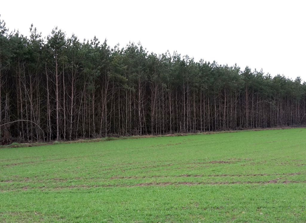 inwestycje, dofinansowanie, zalesianie, zadrzewianie