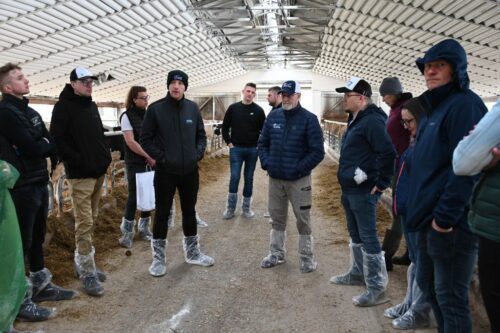 WWS Polska, Nutrex Polska,stres cieplny, krowy mleczne, bydło mleczne, cielęta, THI, wilgotność, rozród, żywienie