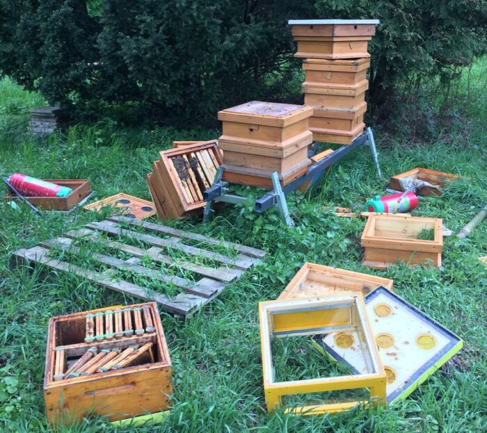 pasieka, zniszczona pasieka, zatrzymanie, zarzuty