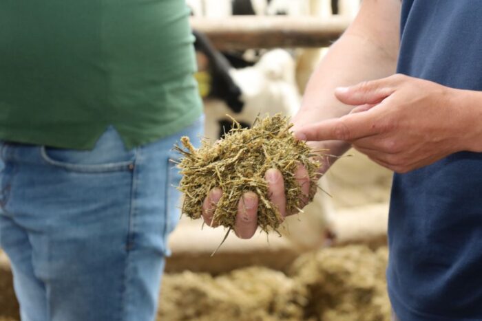 Agrifirm, koncept constant feeding, bydło mleczne, żywienie bydła