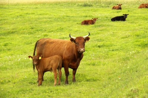 hiszpania, bydło, krowy, atak