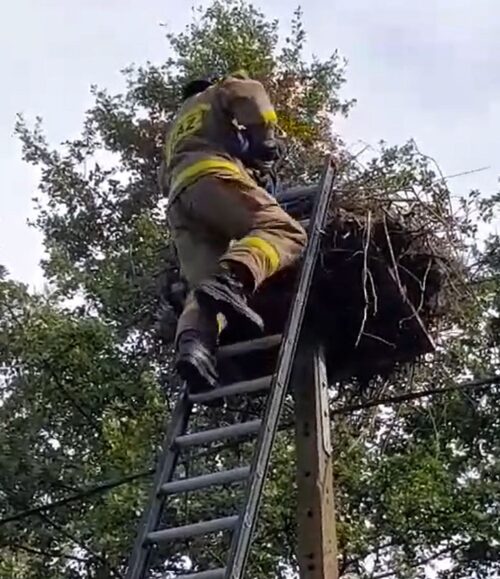 bociany, pisklę, bocianie gniazdo, kolizja