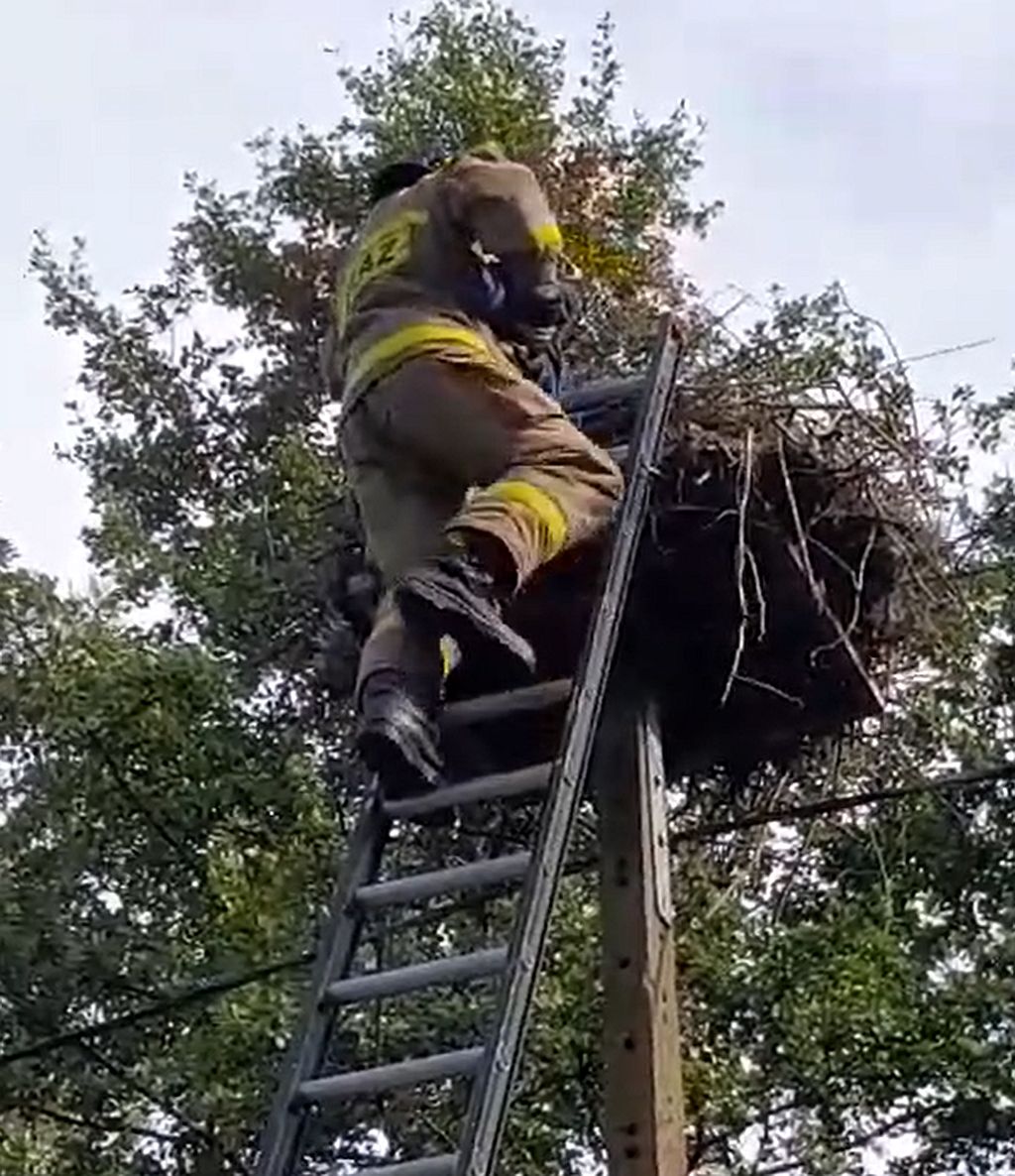 bociany, pisklę, bocianie gniazdo, kolizja