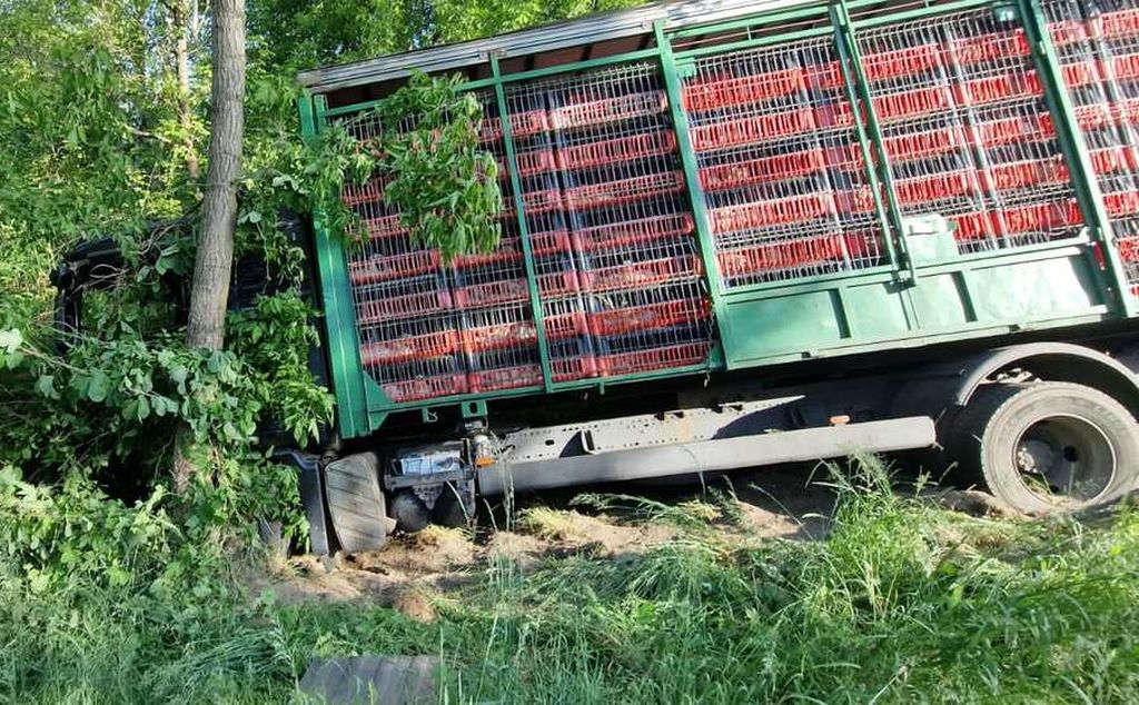 zdarzenie drogowe, ciężarówka, drób, transport drobiu