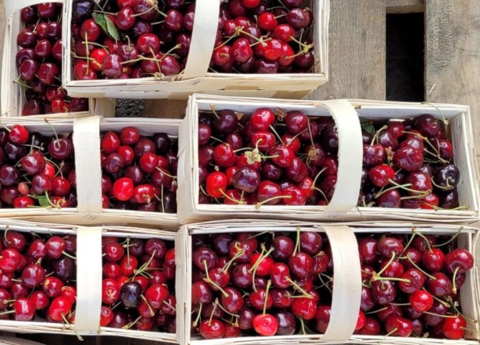 czereśnie, sadownicy, plantacje czereśni, wymarznięcia