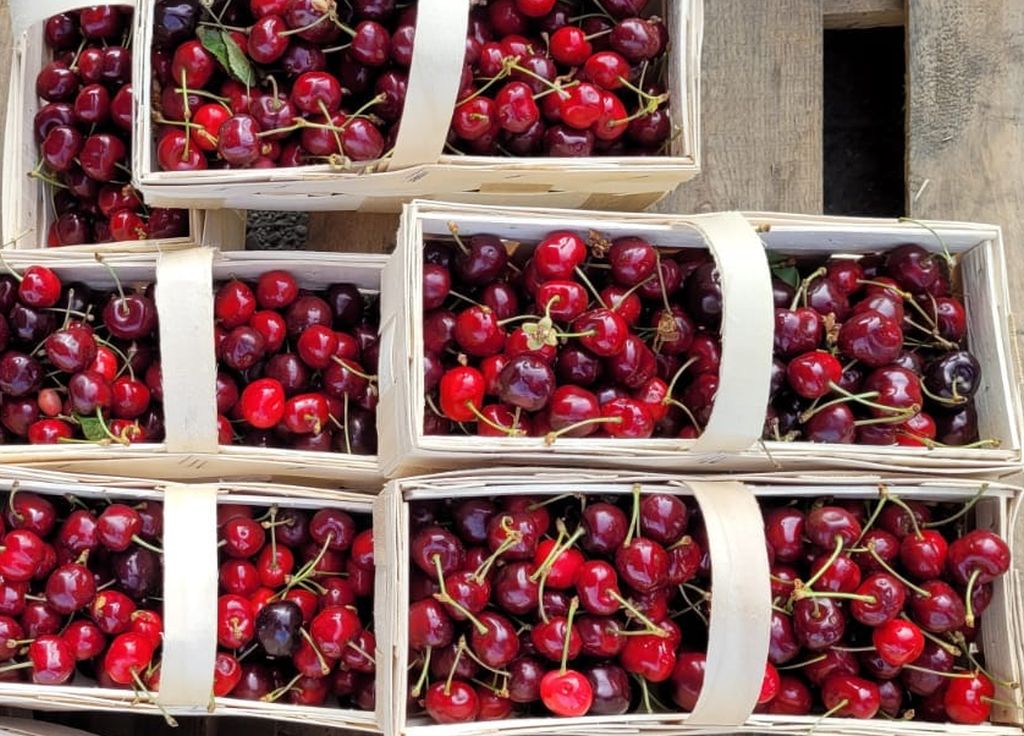 czereśnie, sadownicy, plantacje czereśni, wymarznięcia