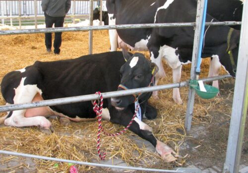 dir, samorząd rolniczy, ubezpieczenie zwierząt, ubój z konieczności